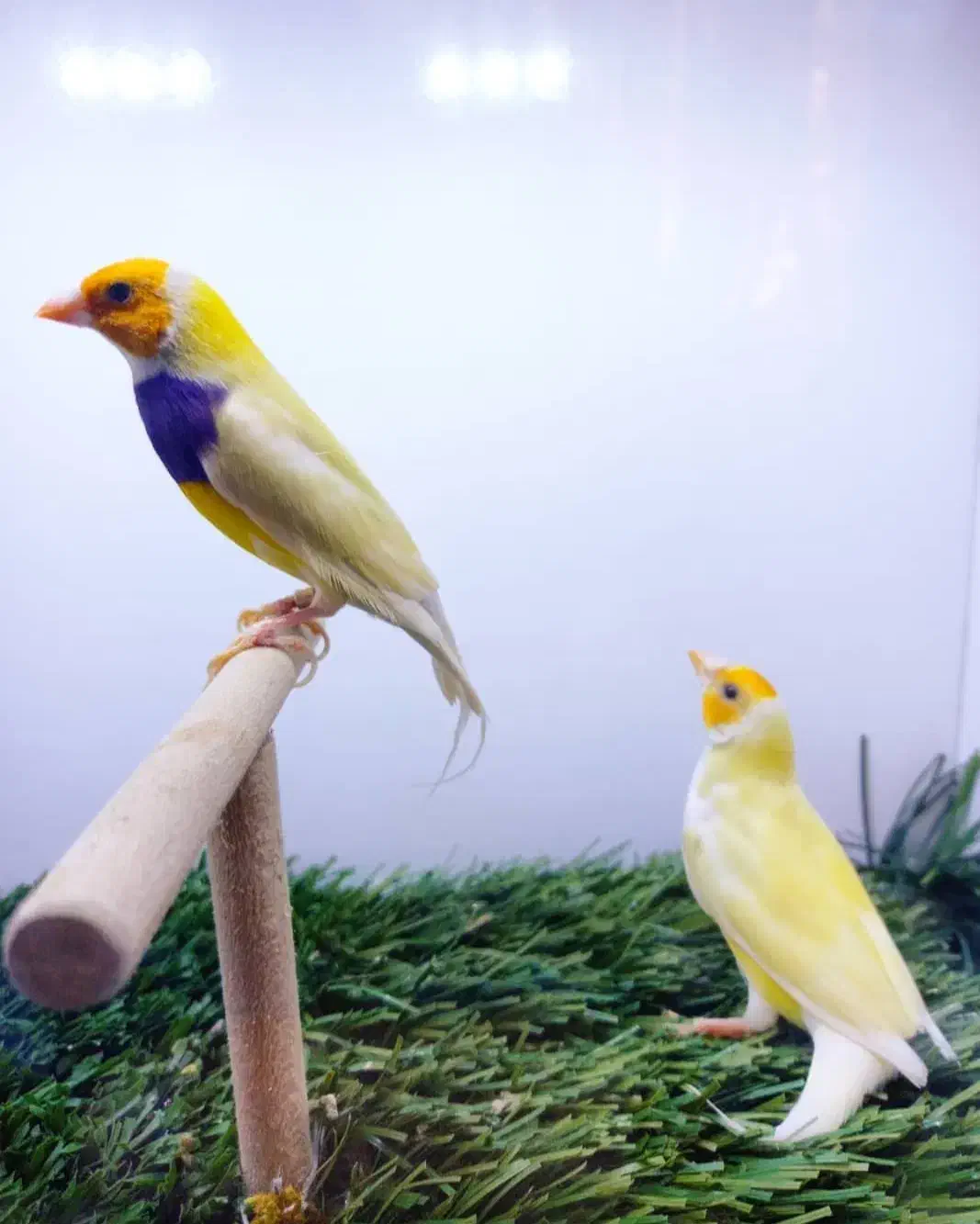 فنچ گلدین|پرنده|بندرعباس, |دیوار