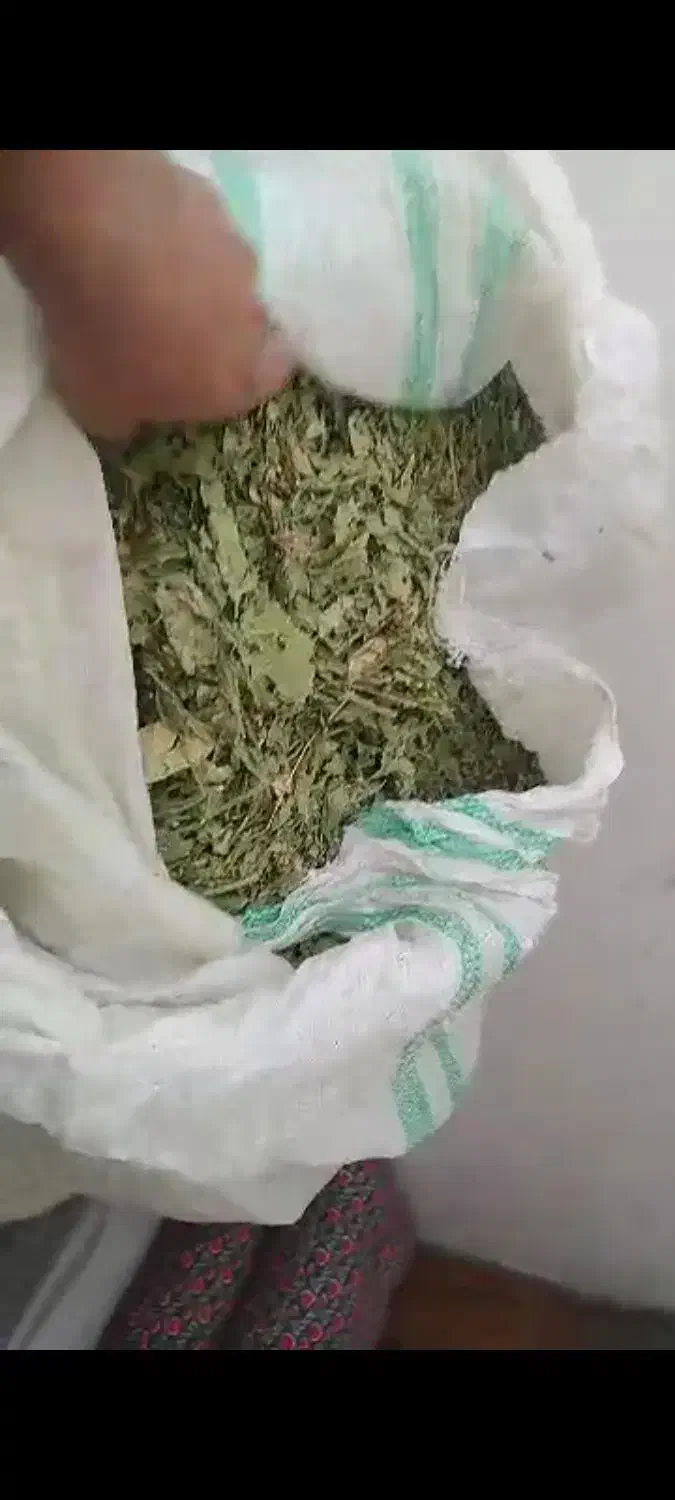 کرفس یا کلوس کوهی موسیر|گل و گیاه طبیعی|شهرکرد, |دیوار