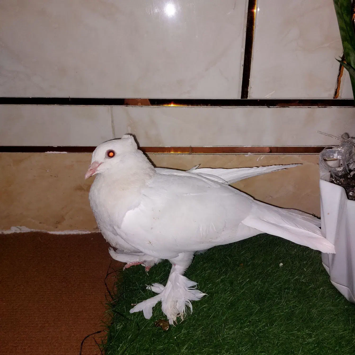 کبوترشهری چینی نریه پری|پرنده|گتوند, |دیوار