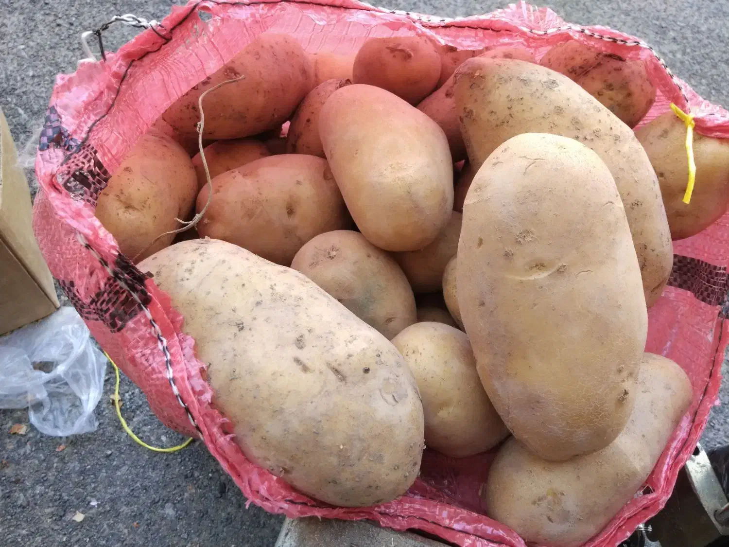 سیب زمینی و پیاز|خوردنی و آشامیدنی|تبریز, |دیوار