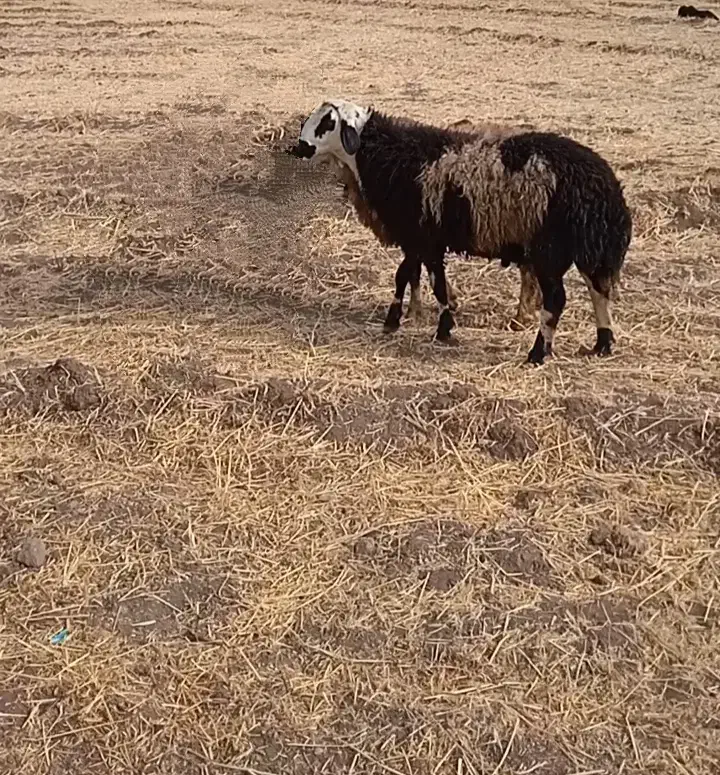 بره قوچ دامازلیخ|حیوانات مزرعه|سراب, |دیوار