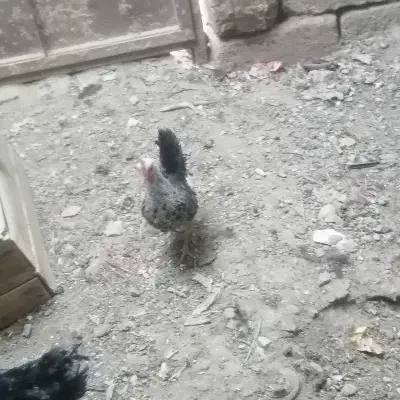 مرغ و خروس مینیاتور|حیوانات مزرعه|مهریز, |دیوار