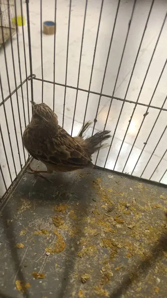 قناری|پرنده|بوشهر, |دیوار