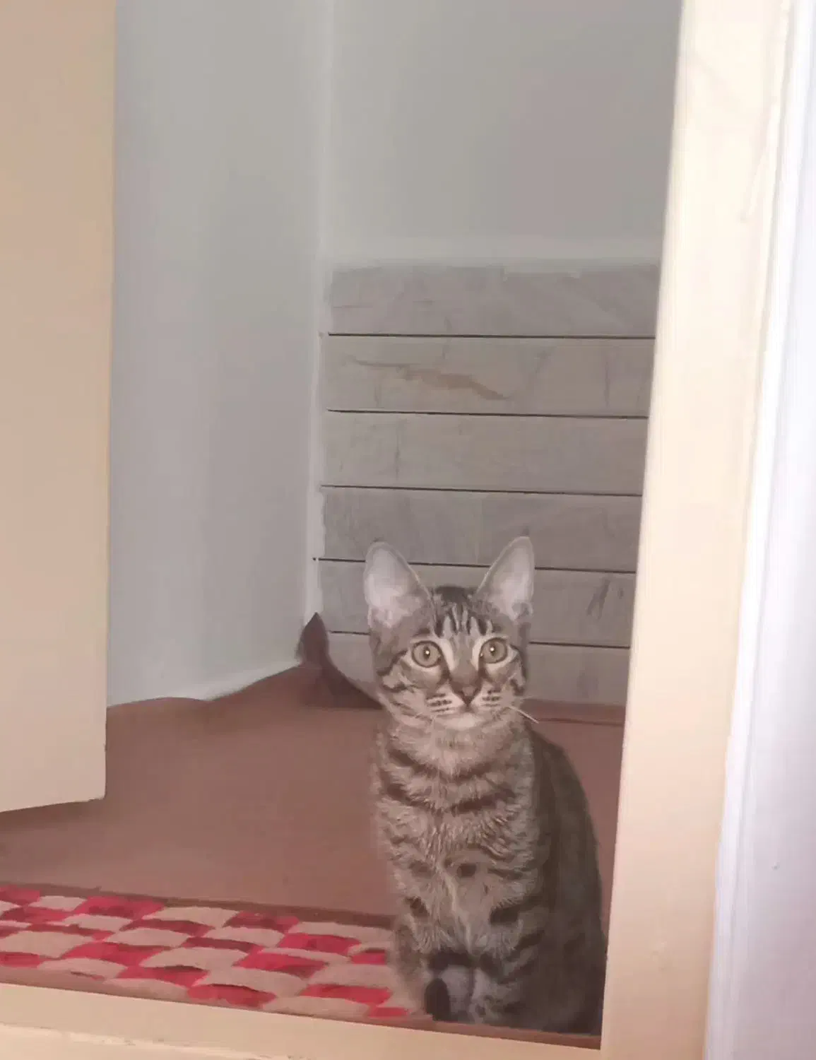 گربه ۸ماهه ماده|گربه|الیگودرز, |دیوار