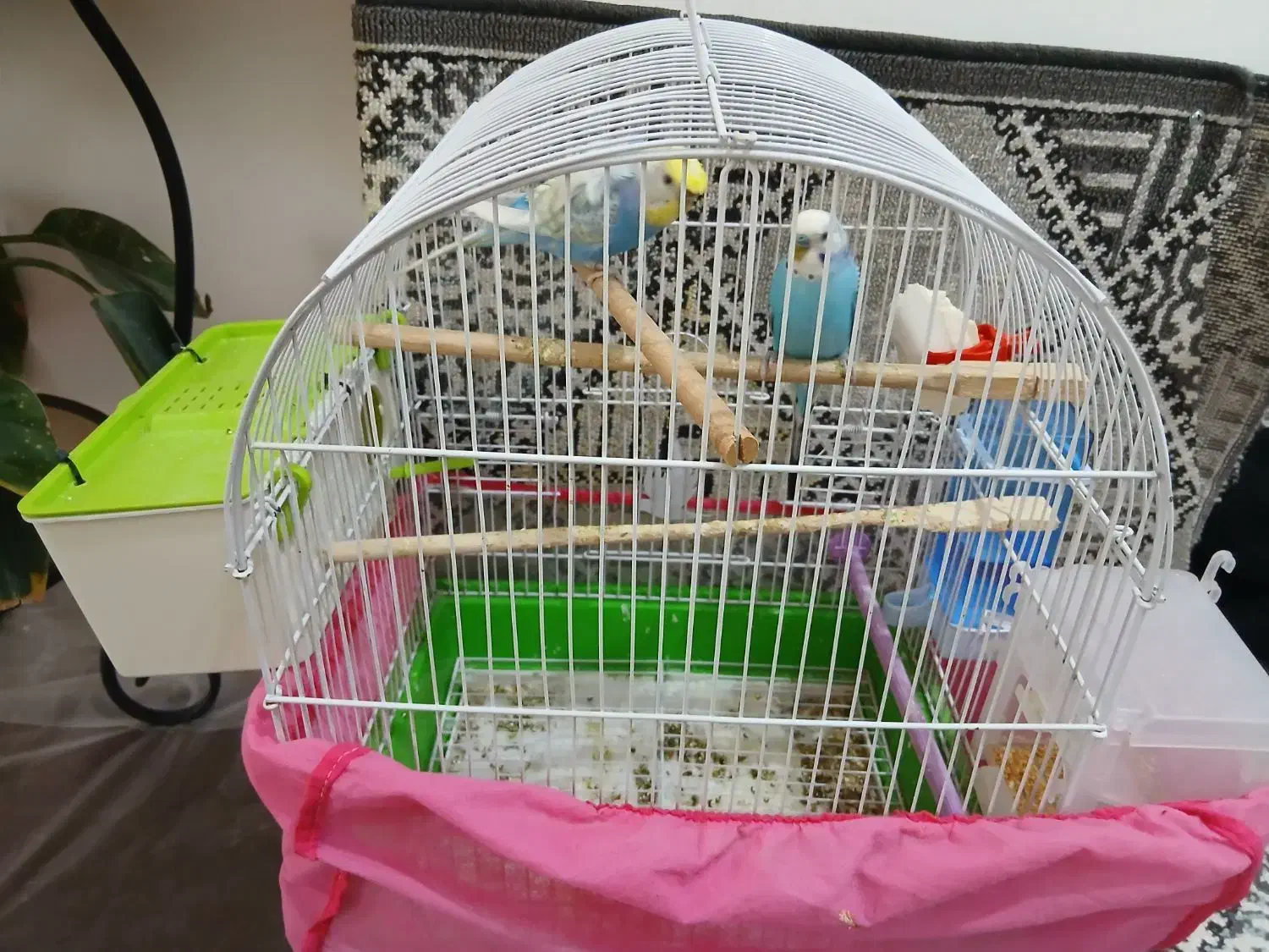 پرنده زینتی|پرنده|شاهرود, |دیوار