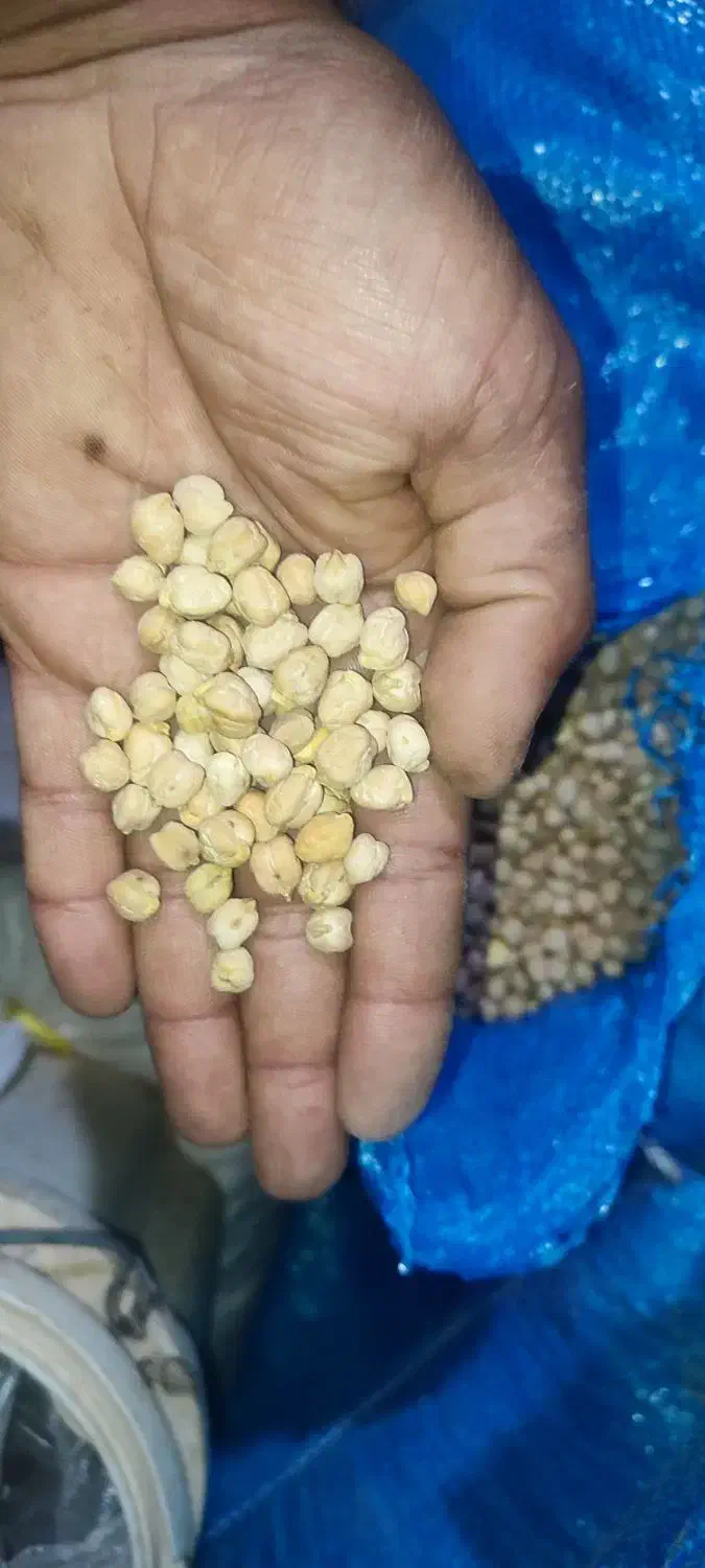 یک تن نخود|خوردنی و آشامیدنی|زاغه, |دیوار