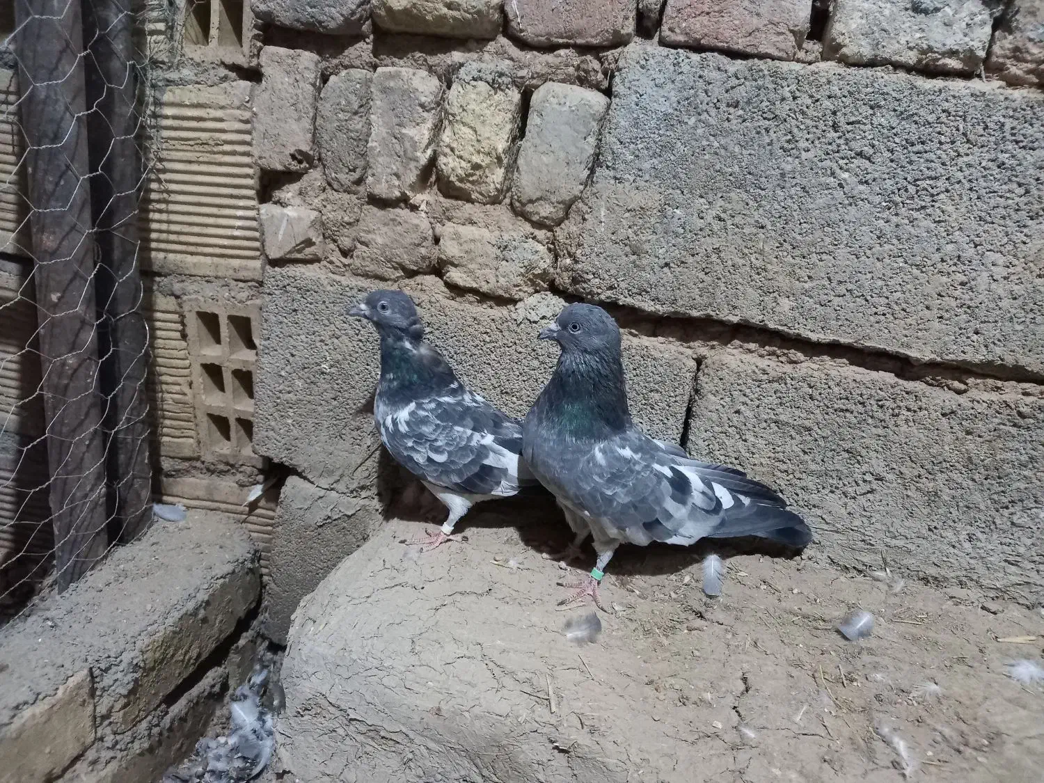 نروماده دهنجور|پرنده|کبودرآهنگ, |دیوار