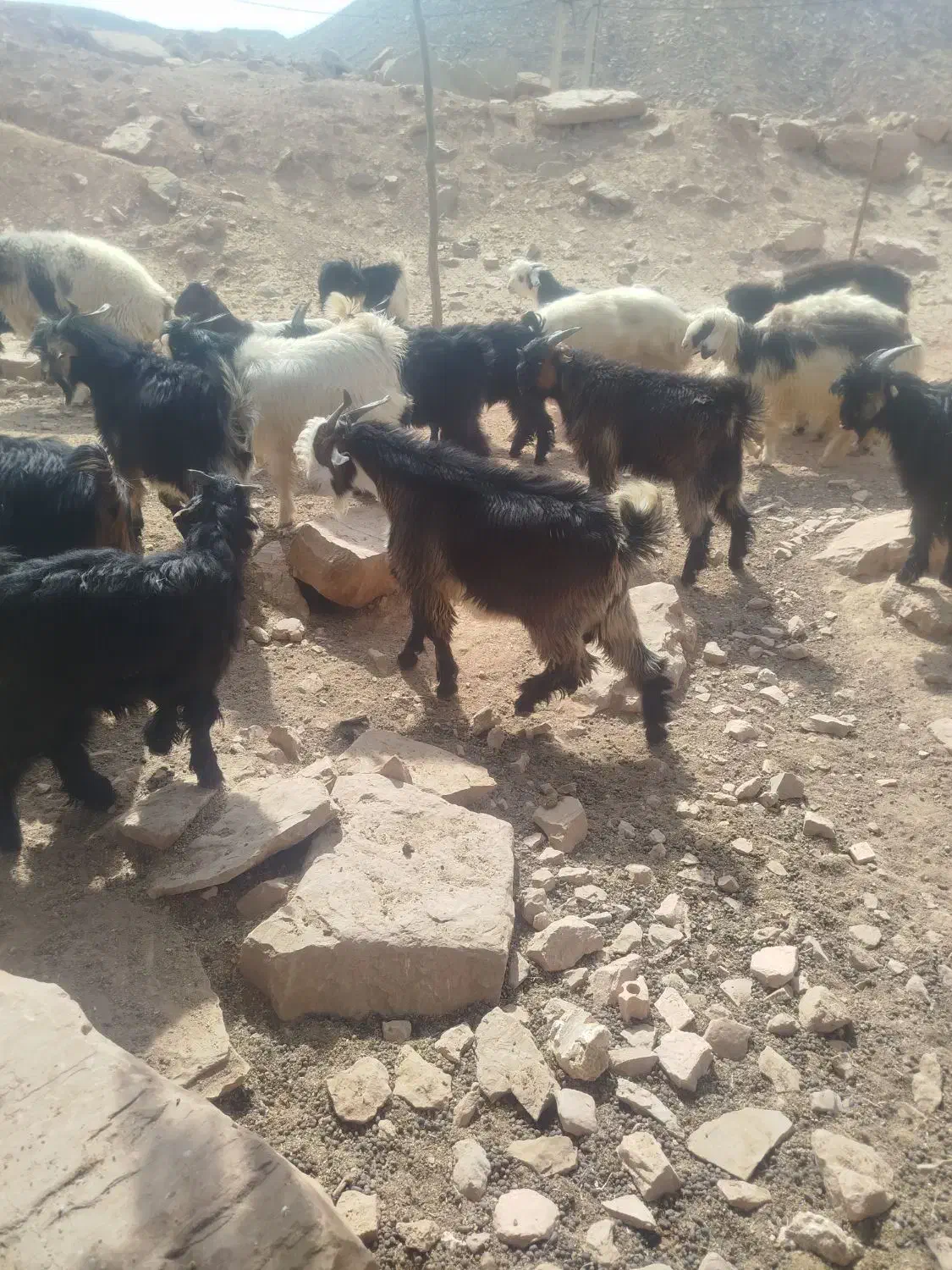 بیگ نر|حیوانات مزرعه|مسجد سلیمان, |دیوار