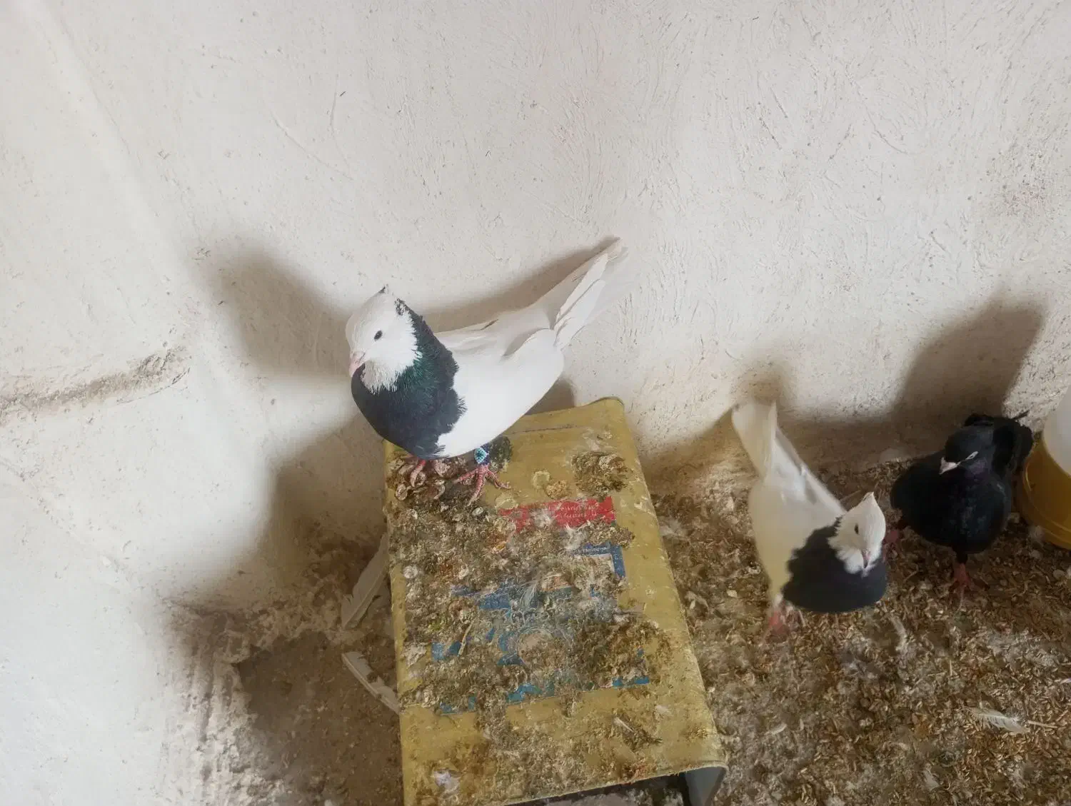 کبوتر زاغ کبوتر تهرونی کبوتر طوقی|پرنده|شهرضا, |دیوار