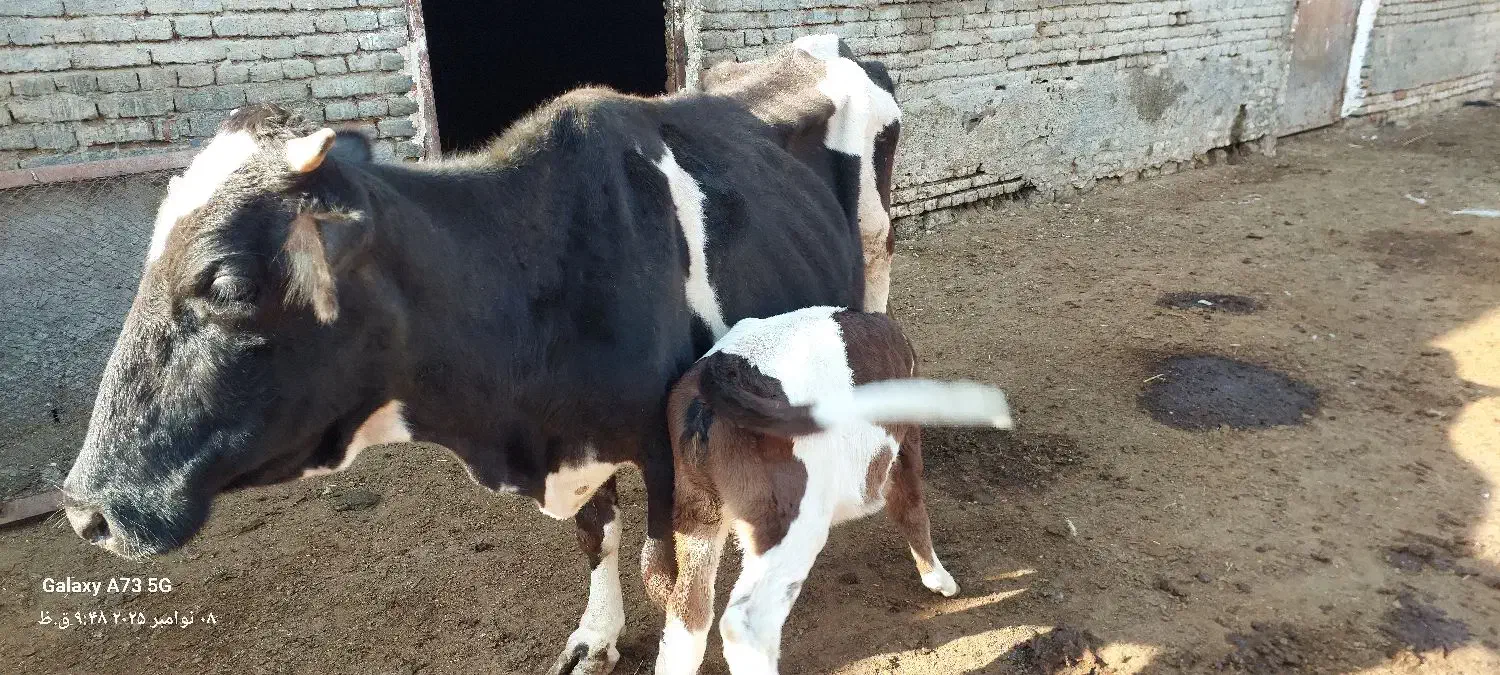 یک عدد گاو با گوساله ماده|حیوانات مزرعه|اشنویه, |دیوار