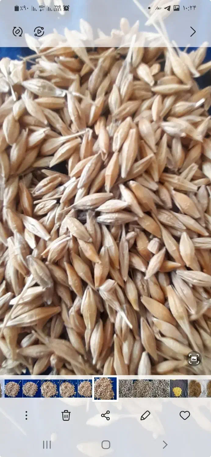 جو و گندم بذری|خدمات باغبانی و درختکاری|گمیشان, |دیوار