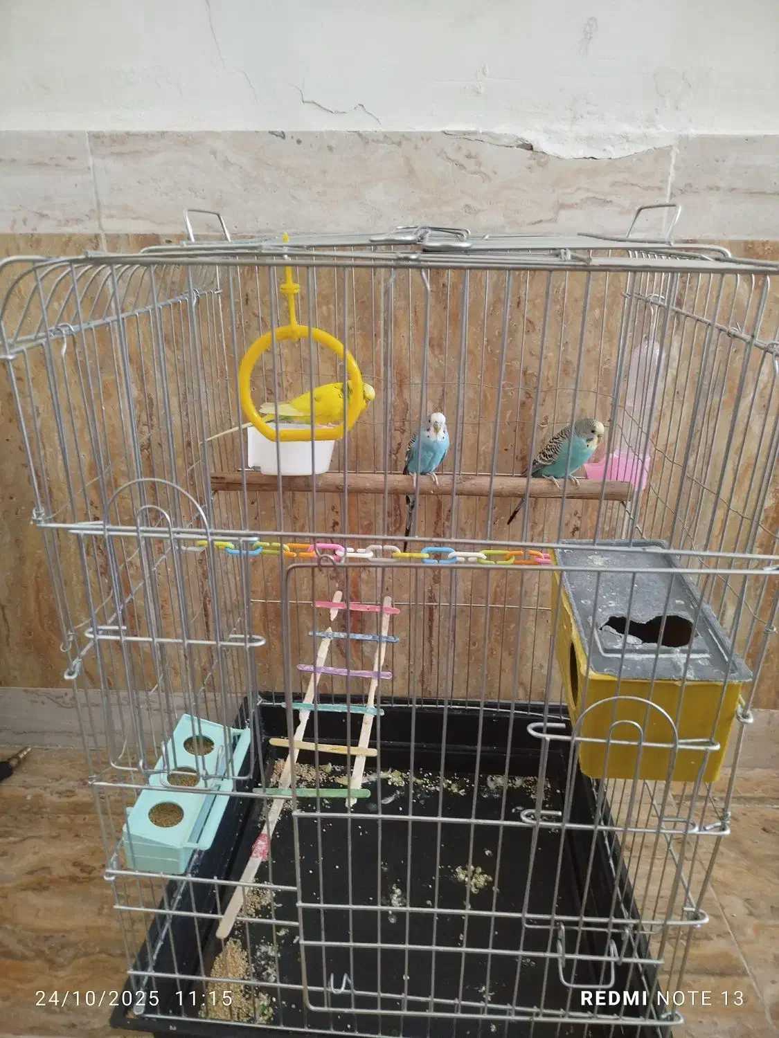 فروش سه مرغ عشق|پرنده|بوکان, |دیوار