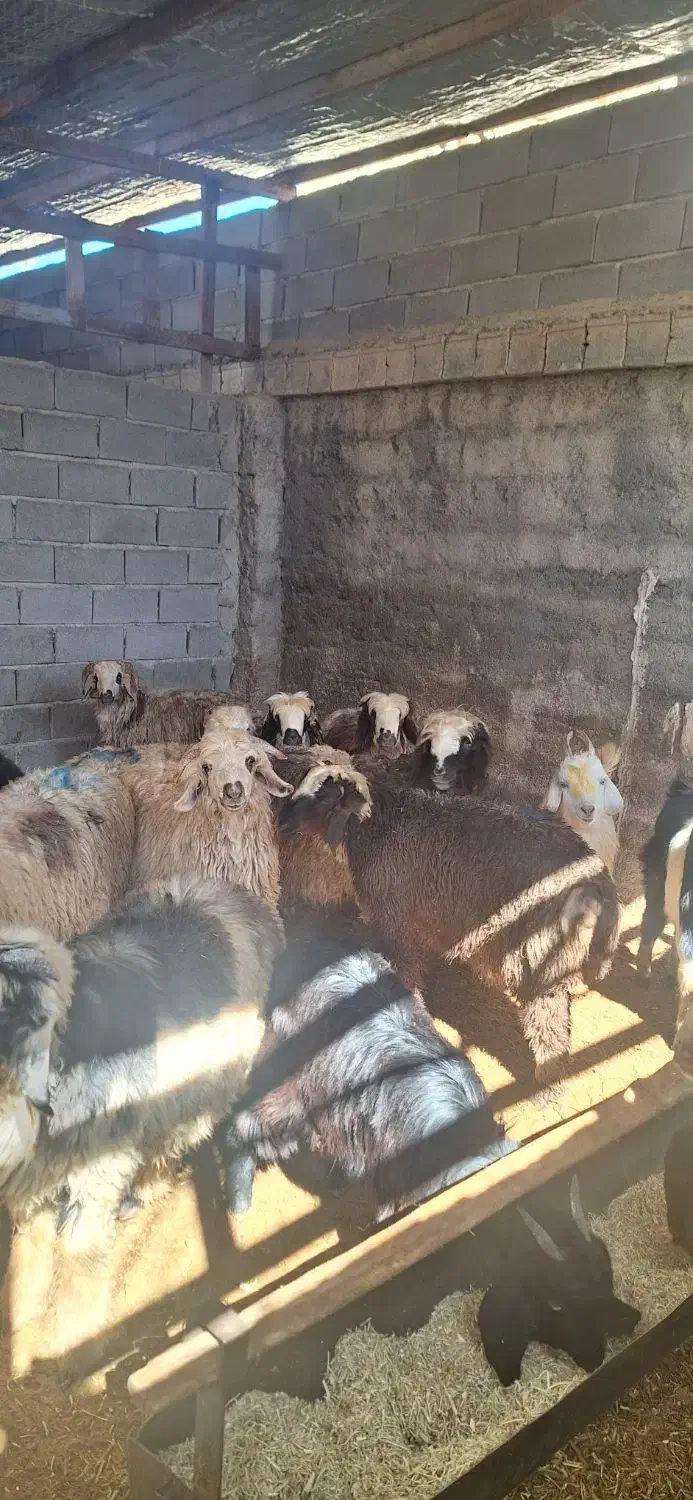 گوسفند زنده|حیوانات مزرعه|شیراز, شهرک مهدیه|دیوار