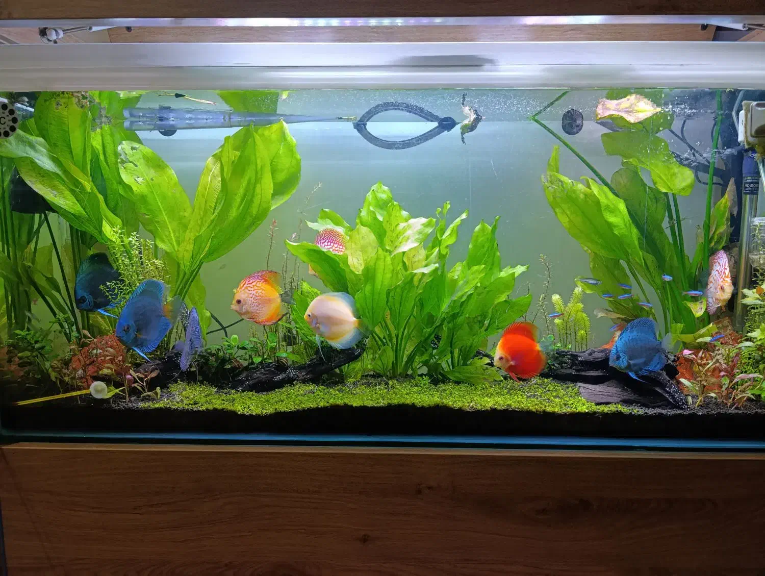 فروش اکواریوم|ماهی|شیراز, شهرک مفتح|دیوار