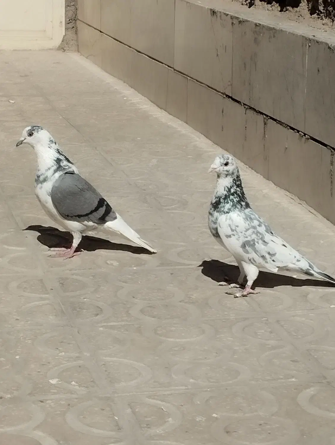 کفتر|پرنده|حمیدیا, |دیوار