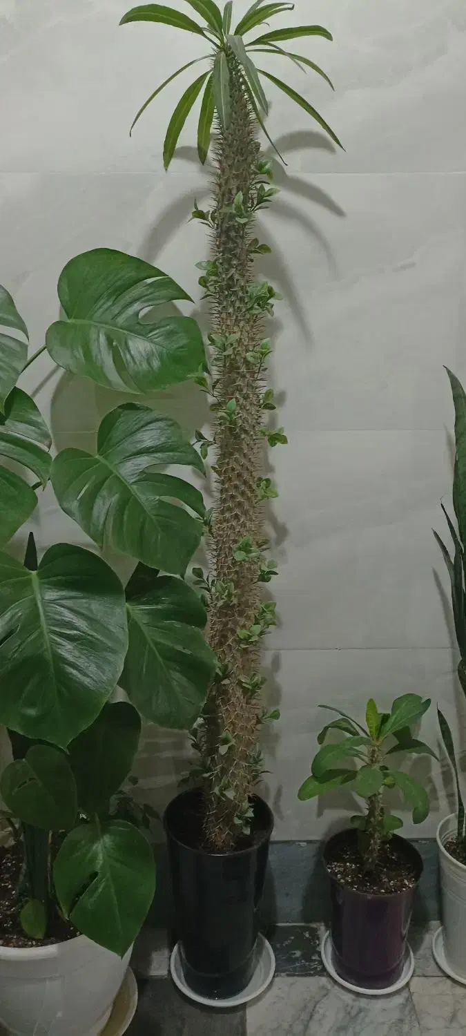 گل اپارتمانی|گل و گیاه طبیعی|شهریار, شهریار|دیوار