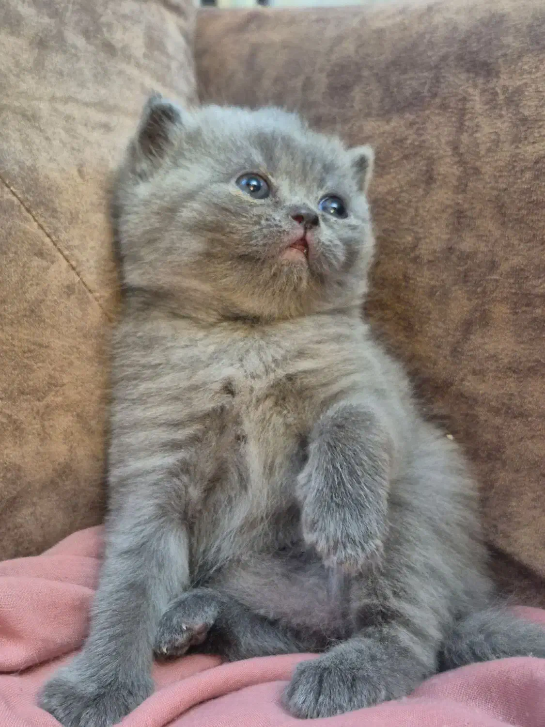 بچه گربه اسکاتیش اصیل|گربه|کرمان, |دیوار