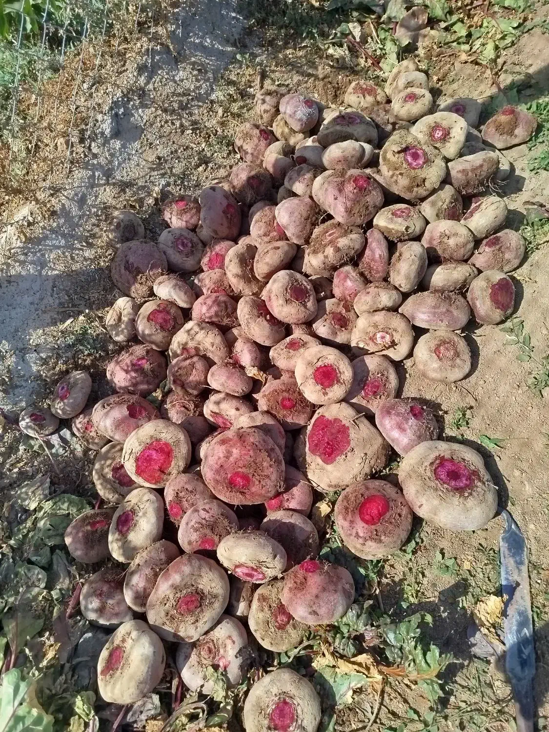 چغندر لبو|خوردنی و آشامیدنی|تاکستان, |دیوار