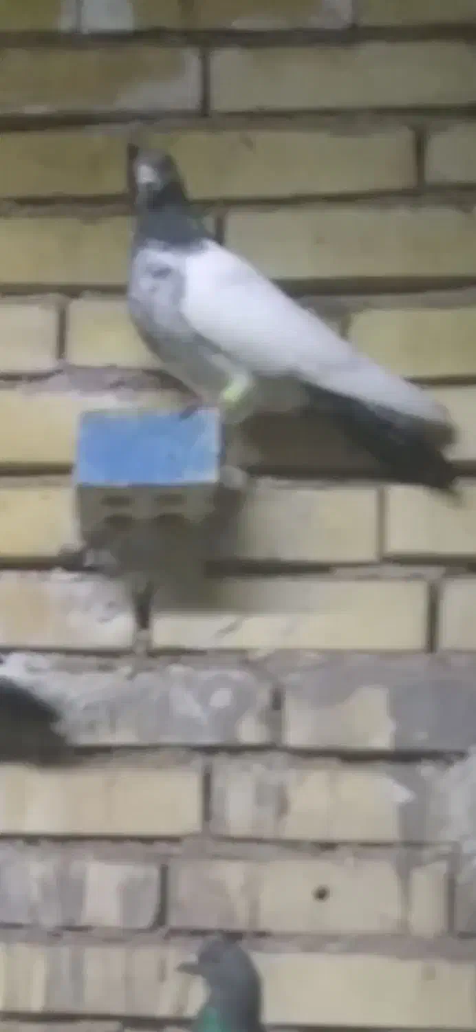 کبوتر|پرنده|اهواز, زیتون کارگری|دیوار