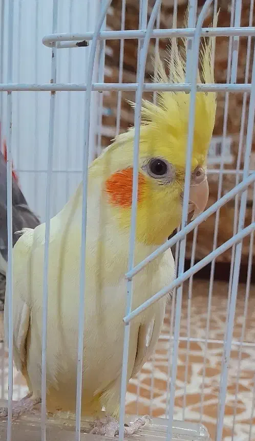 عروس هلندی|پرنده|رضوانشهر, |دیوار