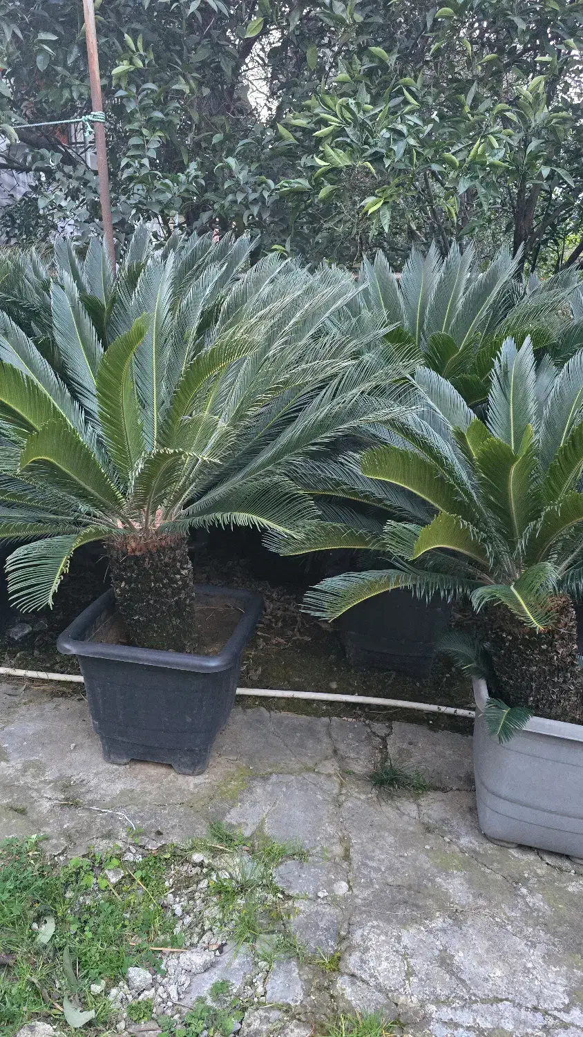 فروش نخل سیکاس|گل و گیاه طبیعی|شیراز, گویم|دیوار