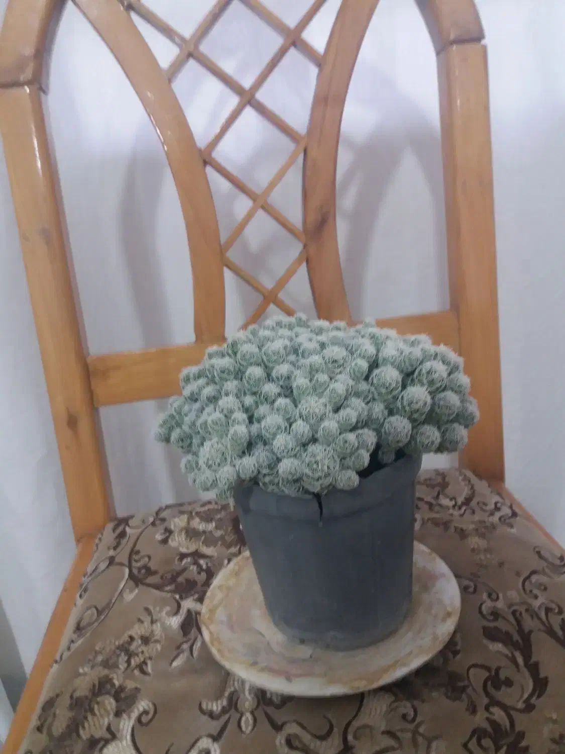 گل طبیعی|گل و گیاه طبیعی|بروجرد, |دیوار