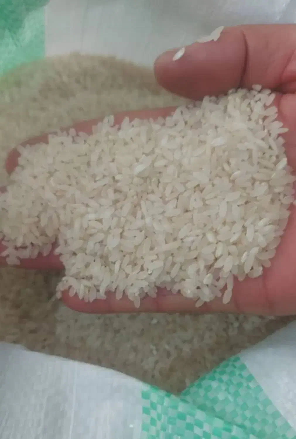 برنج کامفیروزی تازهکوب و خوشعطر|خوردنی و آشامیدنی|مرودشت, پشت سایپا|دیوار