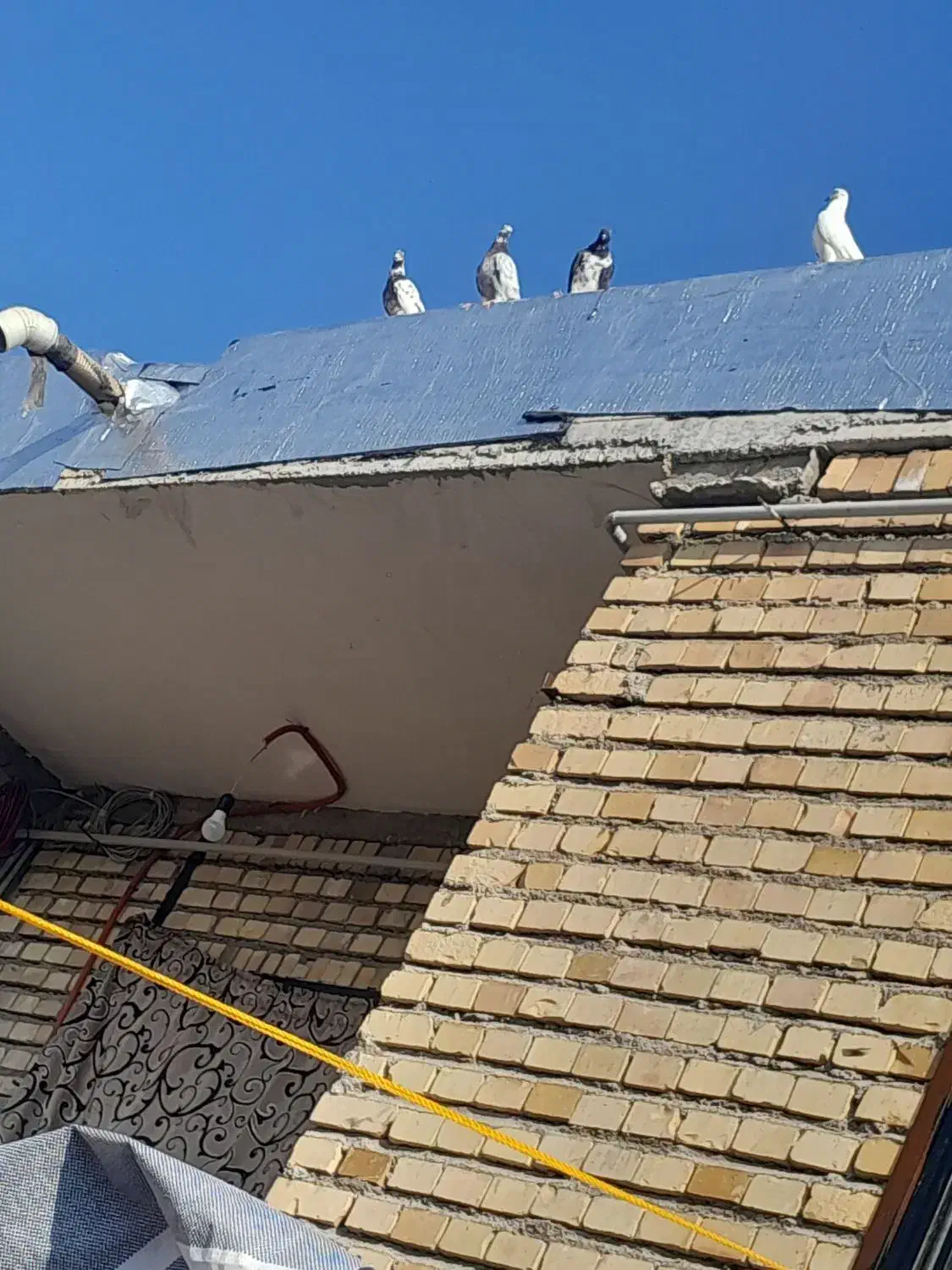 تکپر ساعتی|پرنده|خان ببین, |دیوار