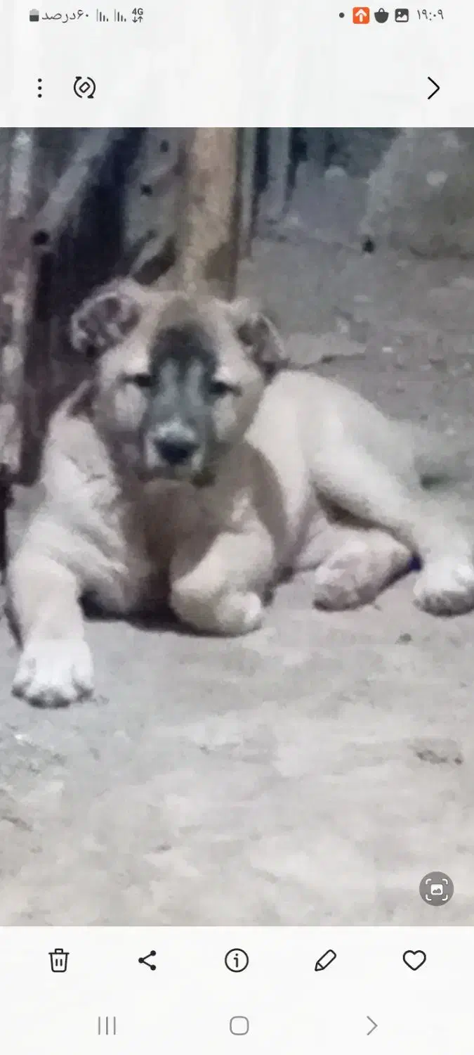 اواگذاری توله الابای|سگ|لنگرود, |دیوار