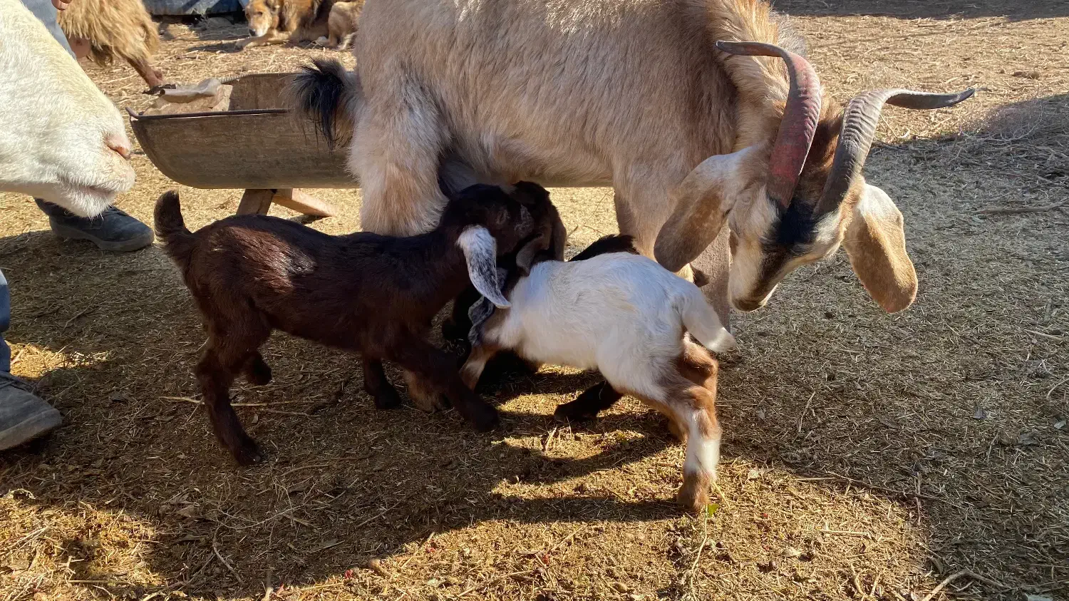 بز فروشی|حیوانات مزرعه|قائن, |دیوار