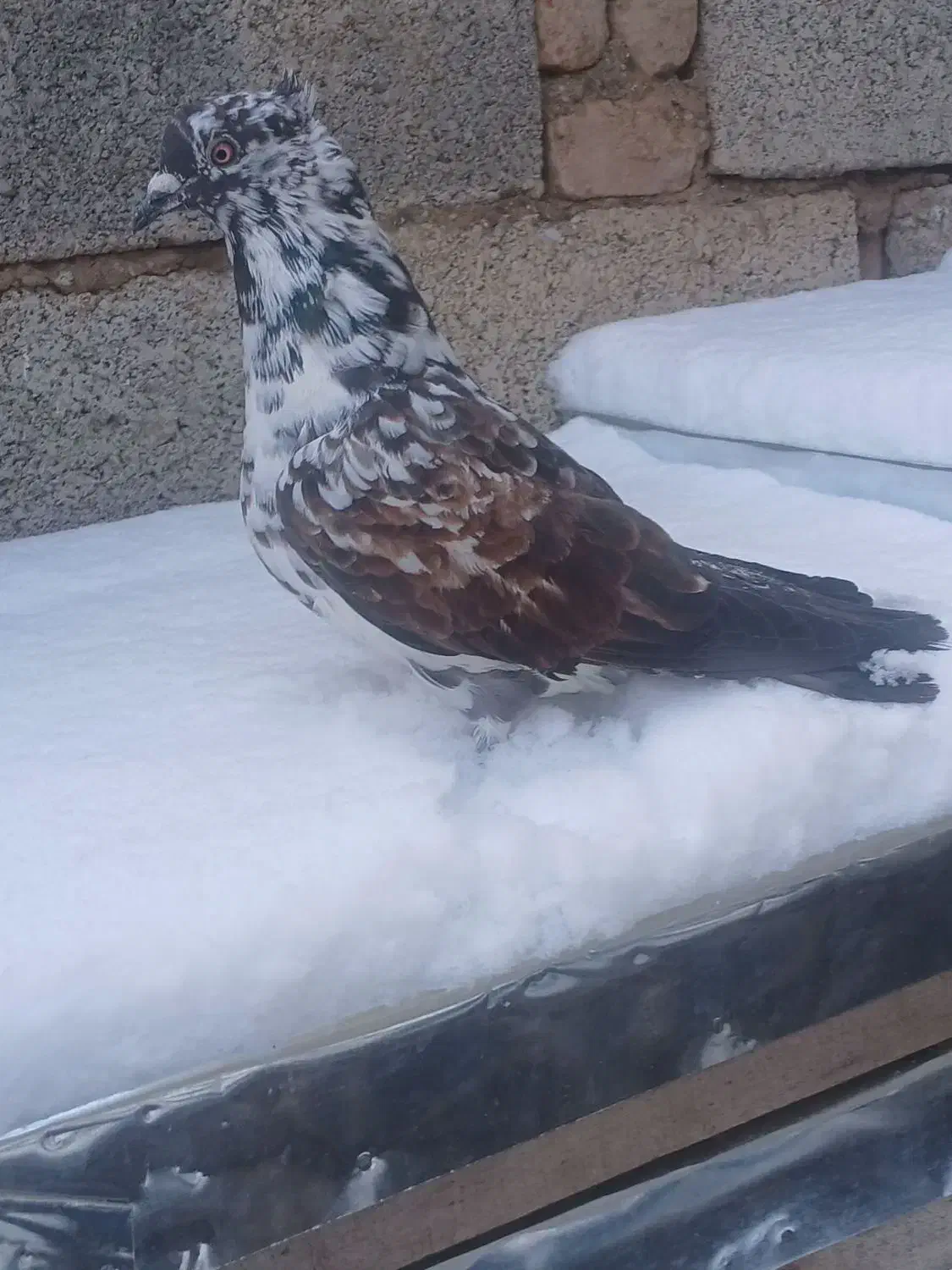 کبوتر|پرنده|هیر, |دیوار