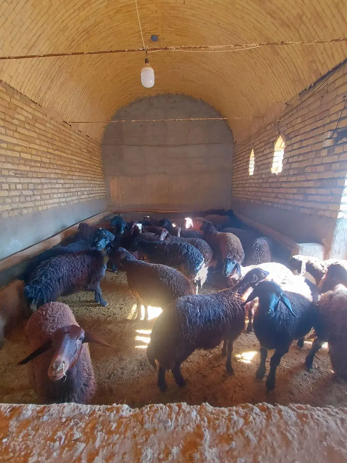 بره ماده|حیوانات مزرعه|سردرود, |دیوار