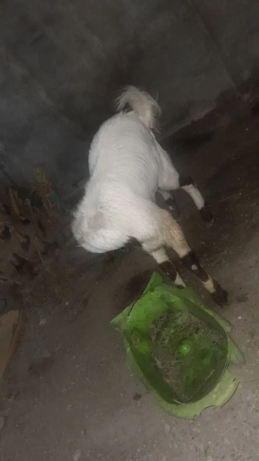 حیوان|حیوانات مزرعه|میناب, |دیوار