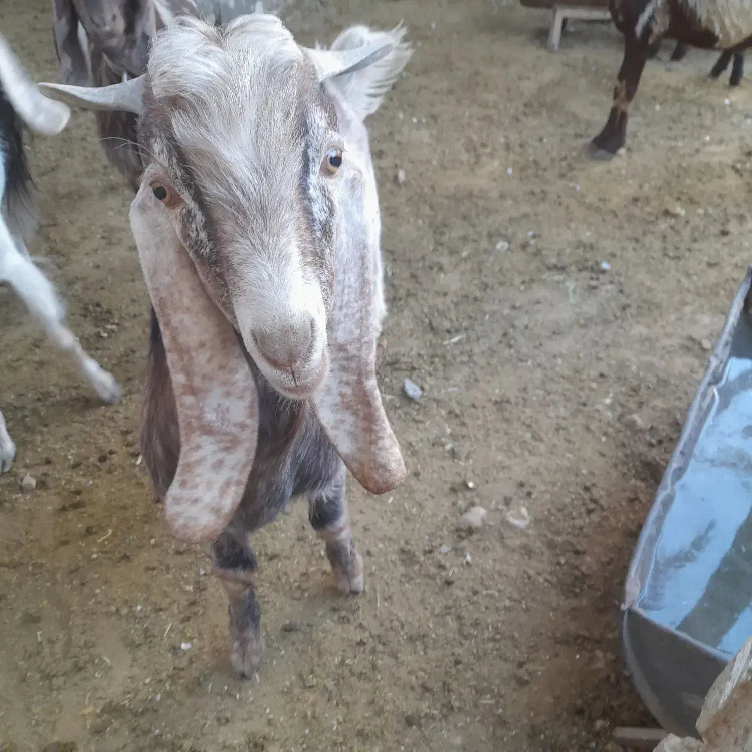 کهره چپش بزری|حیوانات مزرعه|داراب, |دیوار