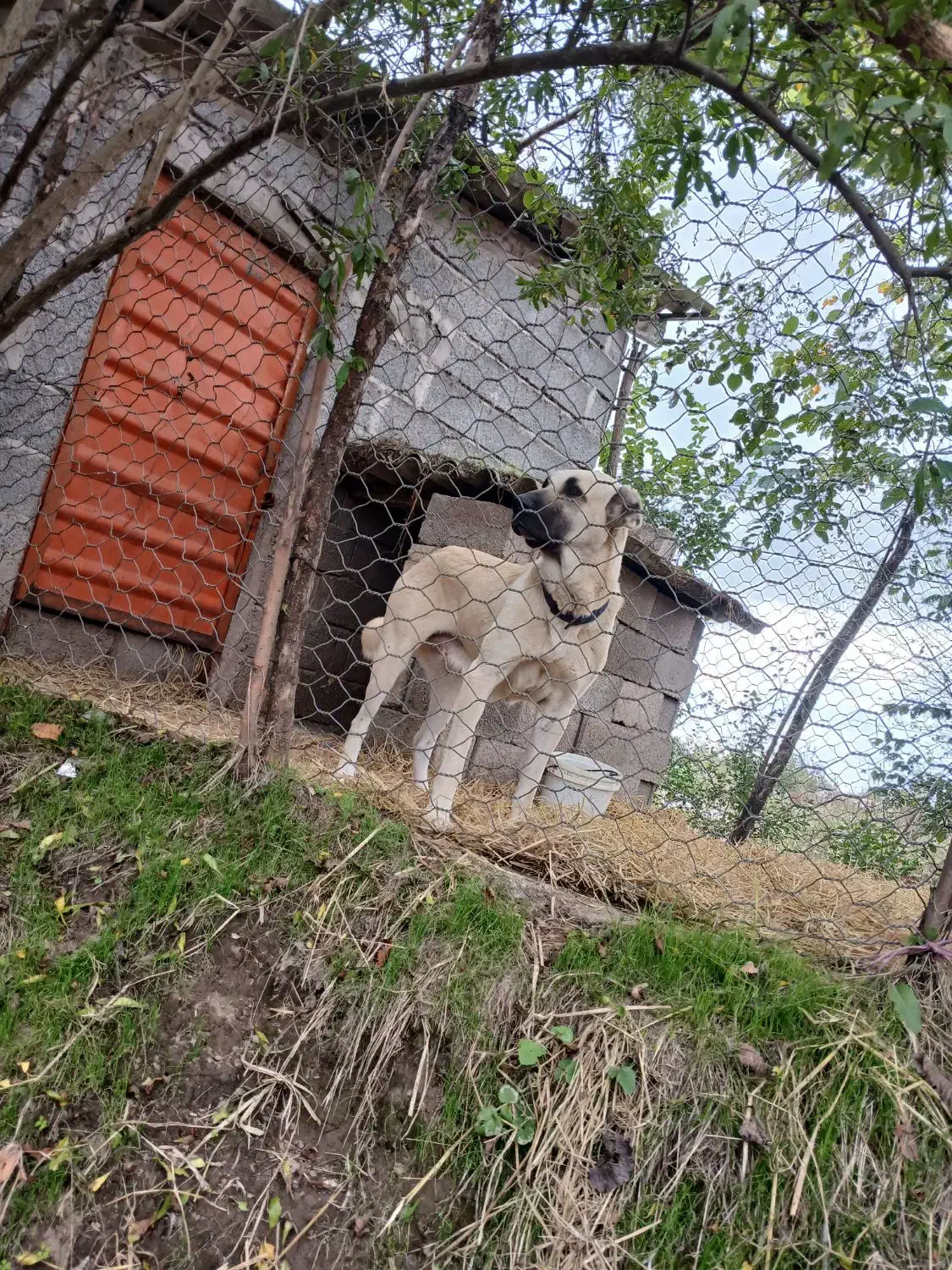 ماده سرابی ۱۱ ماهه اصیل همه چی عالی نگهبان|سگ|رشت, توشیبا|دیوار