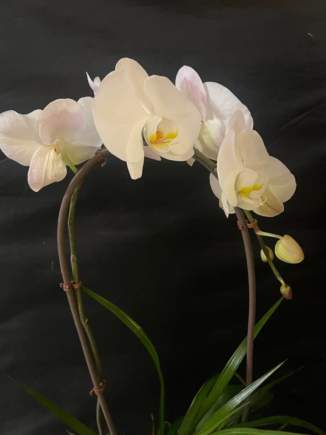 گل طبیعی ارکیده|گل و گیاه طبیعی|تهران, قلهک|دیوار