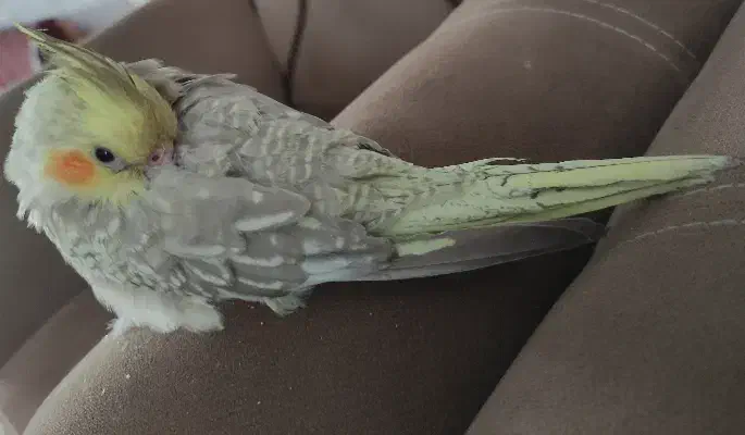 عروس هلندی گم شده|پرنده|الوند, |دیوار