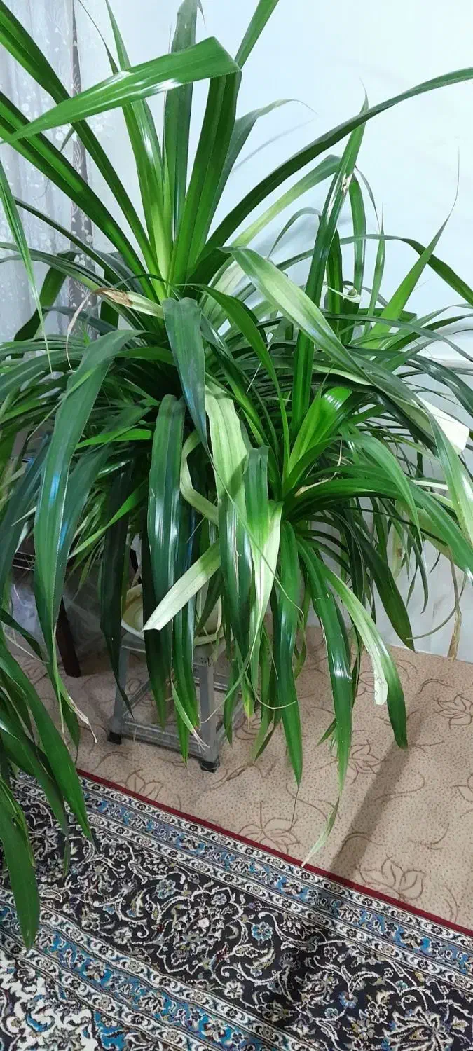 گل پاندانوس بزرگ و زیبا|گل و گیاه طبیعی|نیشابور, مازول|دیوار