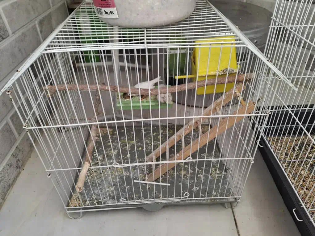 یک عدد عروس هلندی،ویک جفت فنچ با قفس|پرنده|شاهین‌شهر, شهرک گلدیس|دیوار