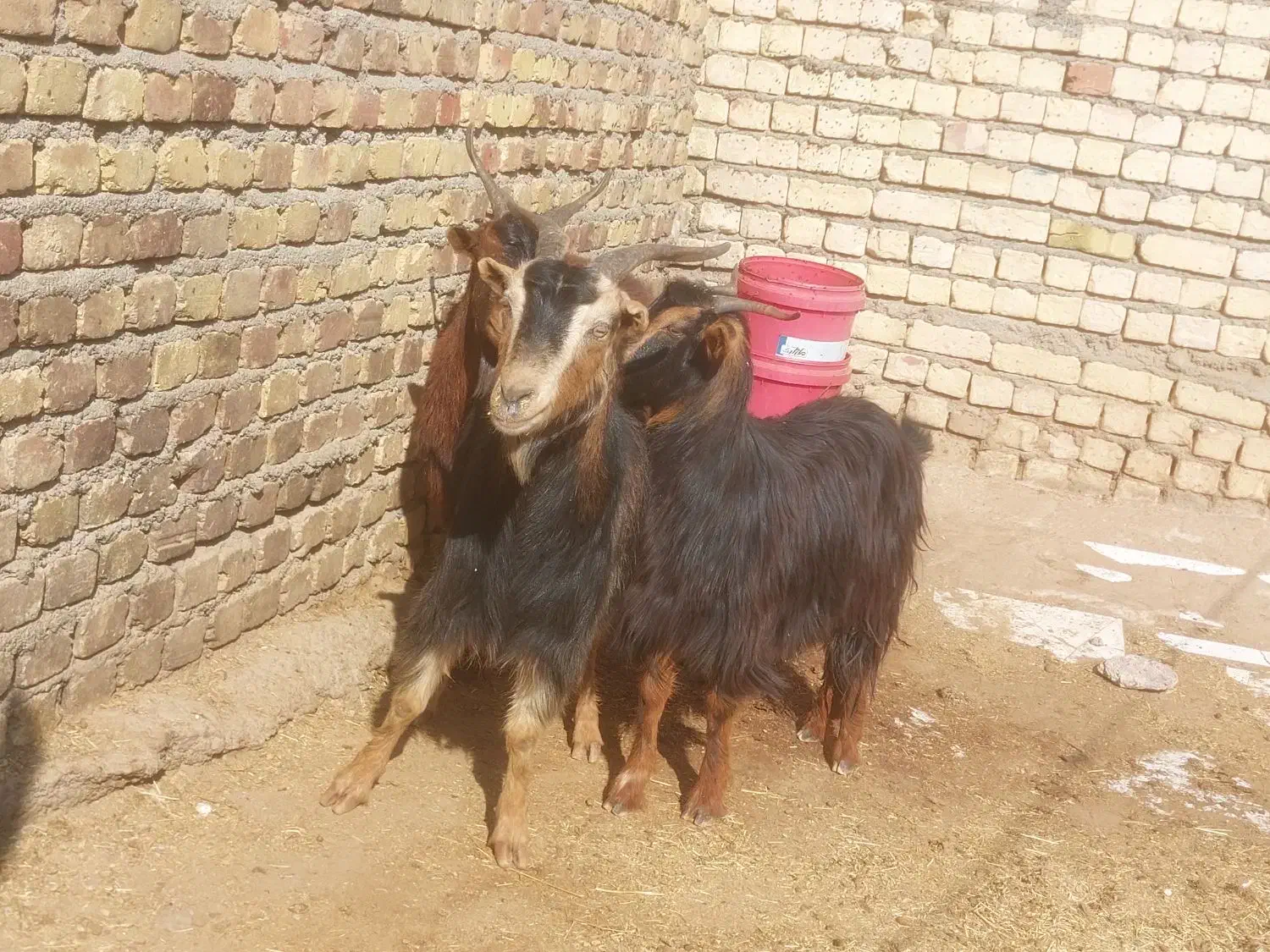 چپیش  بزغاله گوشتی گوشت ماهی|حیوانات مزرعه|قزوین, |دیوار