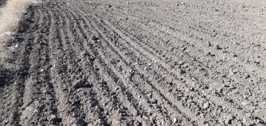 ۱۶۰۰ متر زمین کشاورزی|فروش دفتر صنعتی، کشاورزی، تجاری|اسفراین, |دیوار