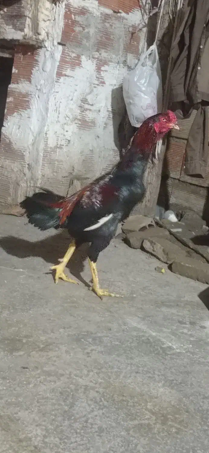 خروس لاری بشرط نصل|حیوانات مزرعه|گرگان, |دیوار