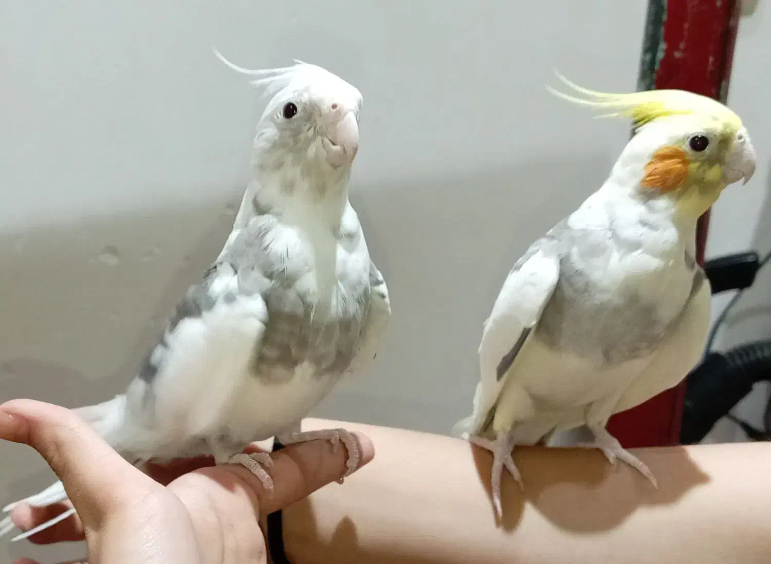 عروس هلندی|پرنده|یزد, |دیوار