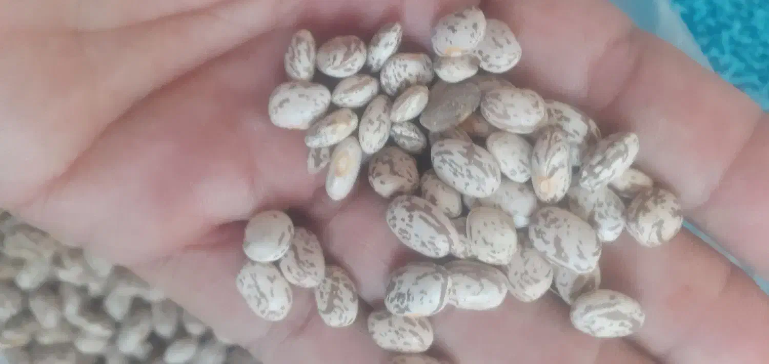 لوبیا چیتی ارگانیک|خوردنی و آشامیدنی|ماهدشت, |دیوار