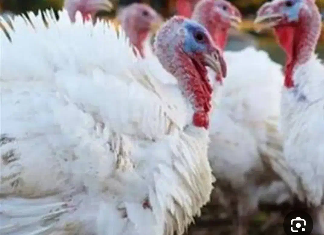 بوقلمون|حیوانات مزرعه|تربت‌حیدریه, بالا ولایت|دیوار