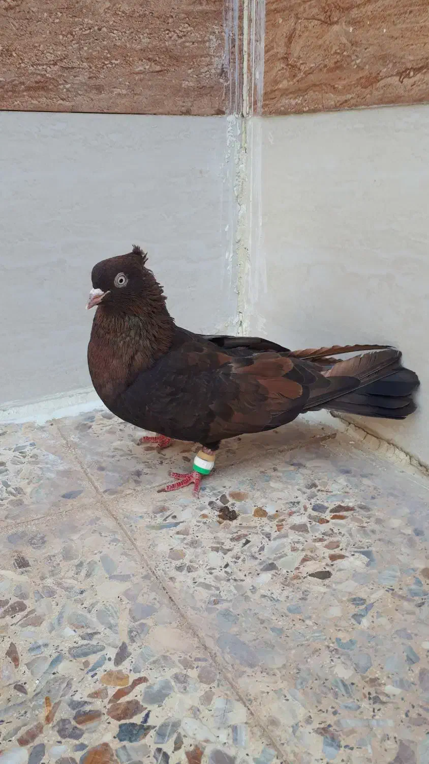 قهوه ایی ابادانی خوشکل نر معاوضه هم دارم|پرنده|شوش, |دیوار