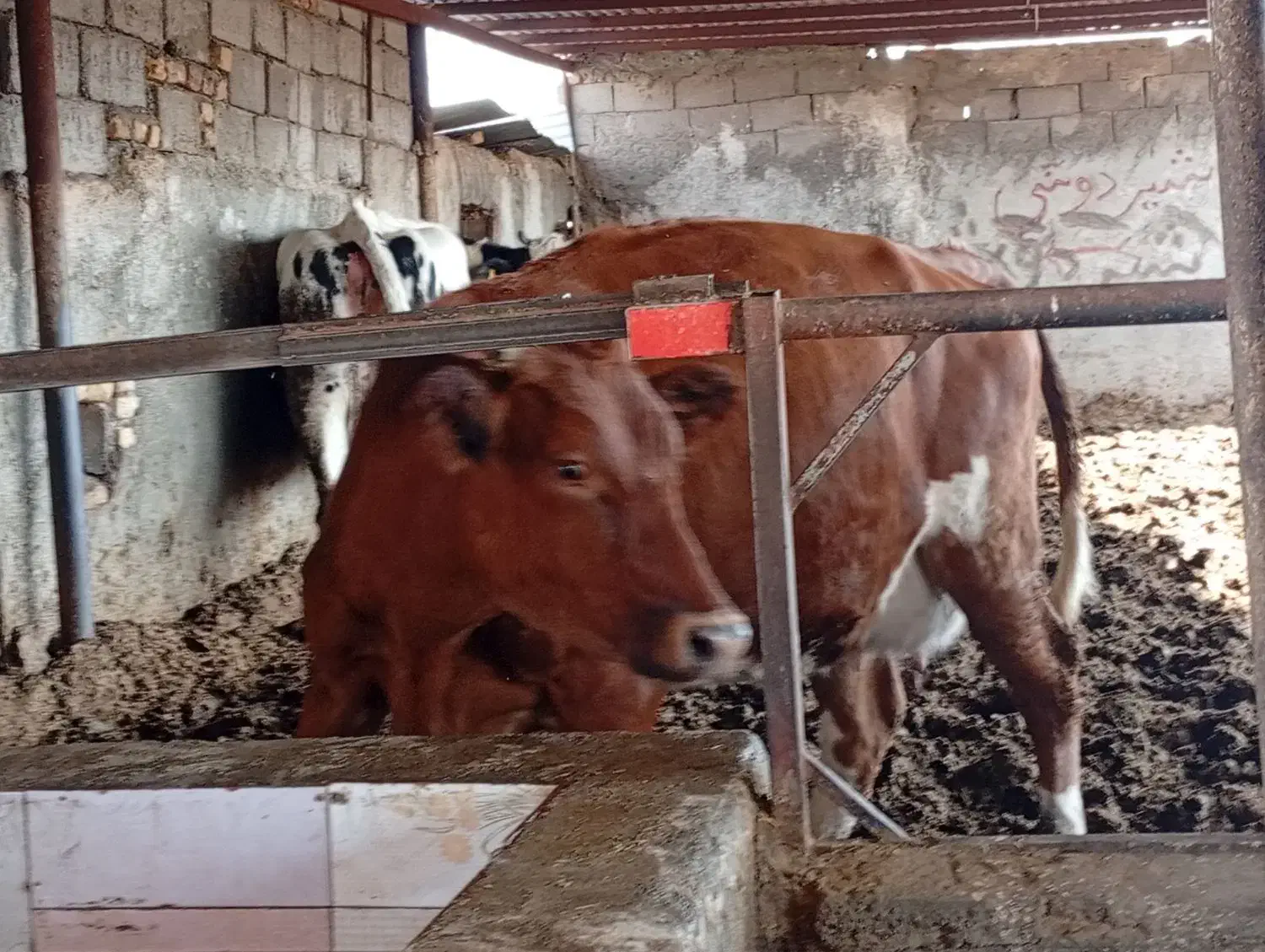 تلیسه زایده|حیوانات مزرعه|بجستان, |دیوار