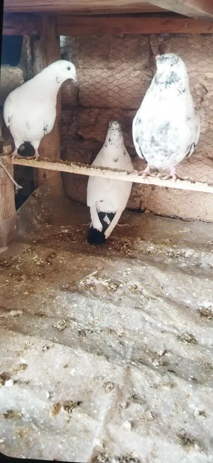 پرنده|پرنده|آران و بیدگل, |دیوار