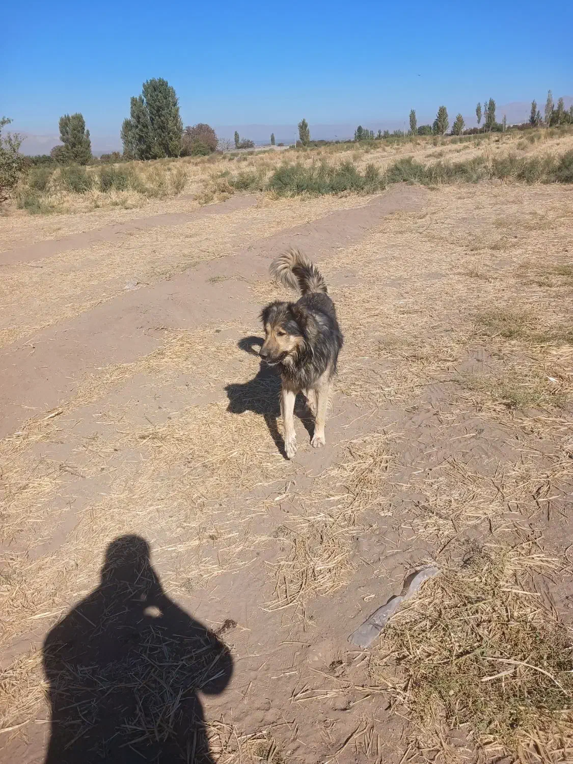 سگ نر|سگ|خوی, |دیوار