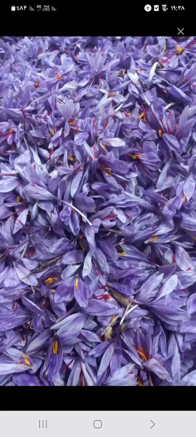 فروش گل زعفران دست اول مستقیم کشاورز...|خوردنی و آشامیدنی|گلبهار, نوبهار|دیوار